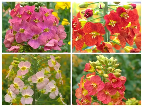 彩色油菜花 图片来源:江西农业大学.jpg 彩色油菜花 图片来源:江西农业大学.jpg