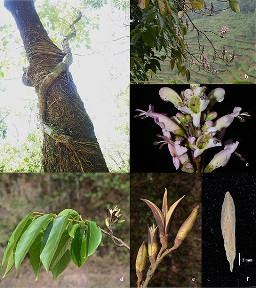 a半附生的植株; b 花枝;c 花;d 果枝;e 果实;f 种子.jpg a半附生的植株; b 花枝;c 花;d 果枝;e 果实;f 种子.jpg