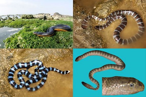 各种各样的海蛇(1、2、3游崇玮摄;4任金龙摄).jpg 各种各样的海蛇(1、2、3游崇玮摄;4任金龙摄).jpg
