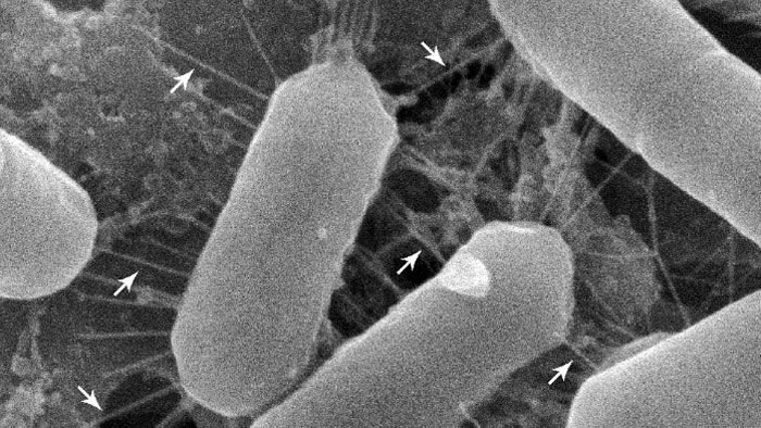 bacteria_700p.jpg bacteria_700p.jpg