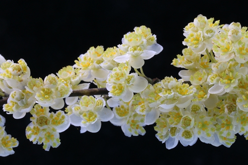 山苍子花 陈炳华摄.jpg 山苍子花 陈炳华摄.jpg