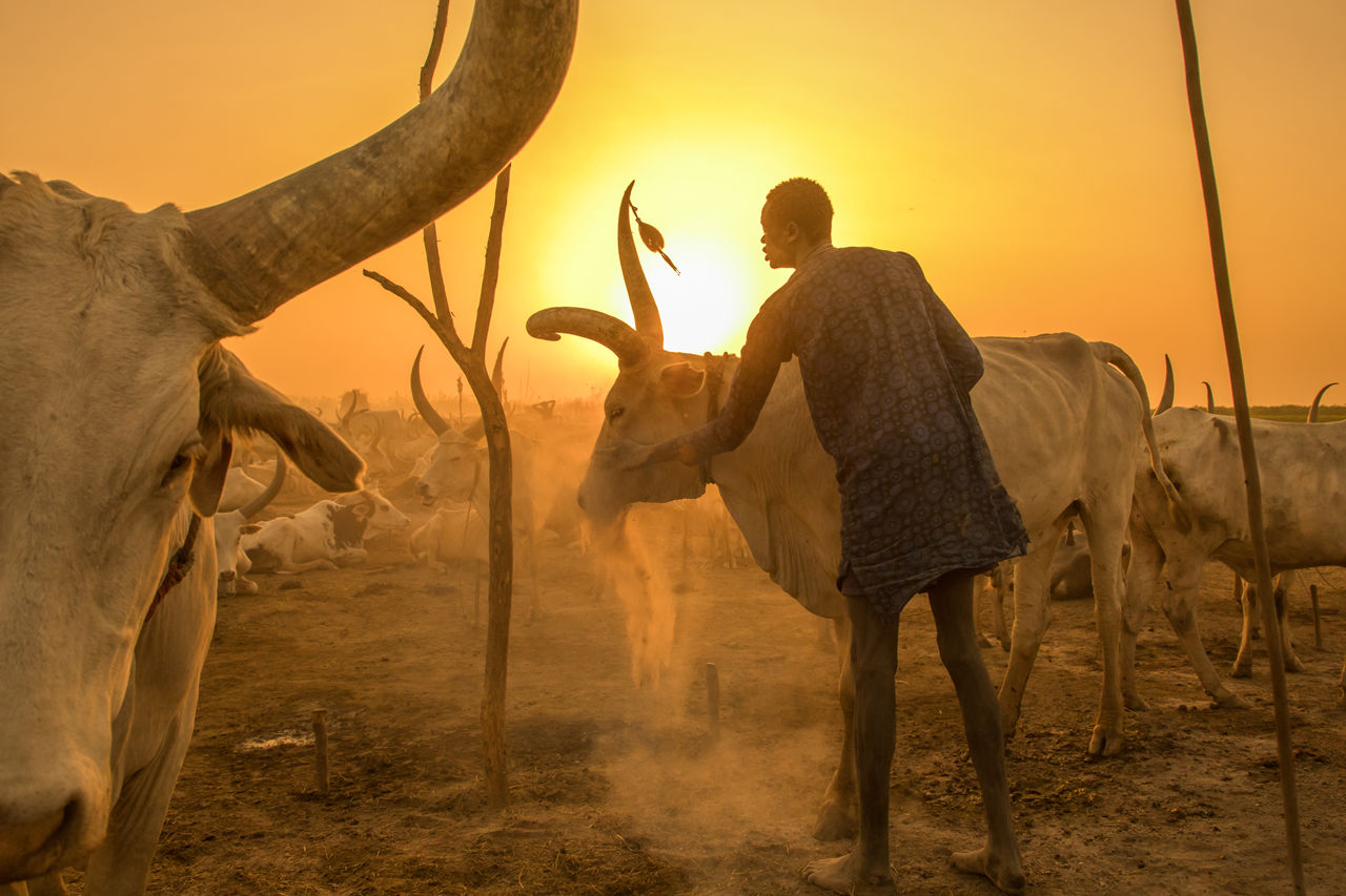 cattle_main_1280p.jpg