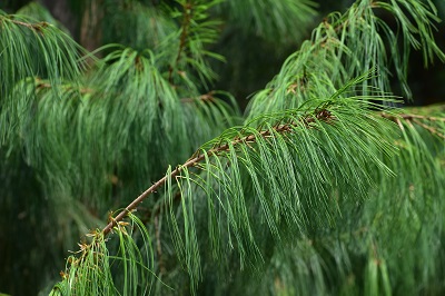 2枝条2-陶恋.jpg