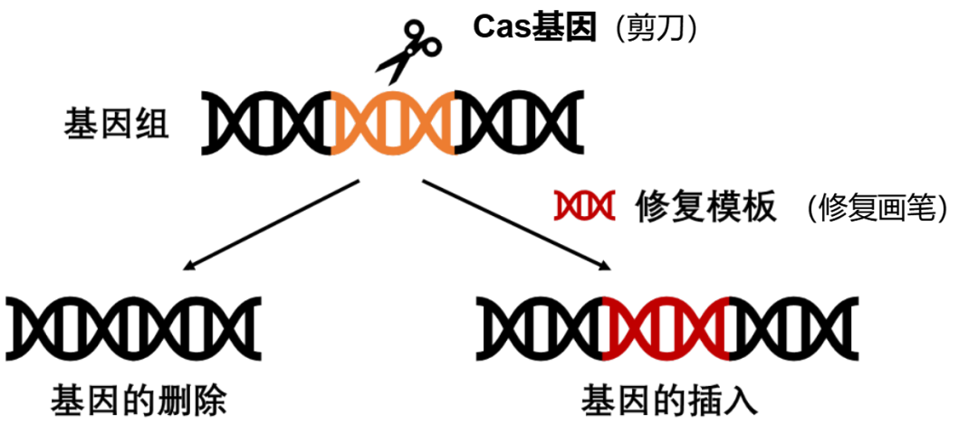 图片1.png 图片1.png