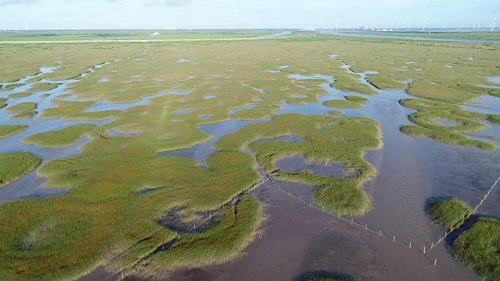 上海南汇边滩盐沼湿地生态系统自组织形成的“精灵圈”.jpeg 上海南汇边滩盐沼湿地生态系统自组织形成的“精灵圈”.jpeg