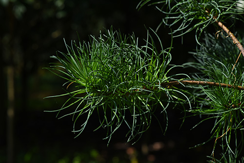 DSC_2096.jpg DSC_2096.jpg