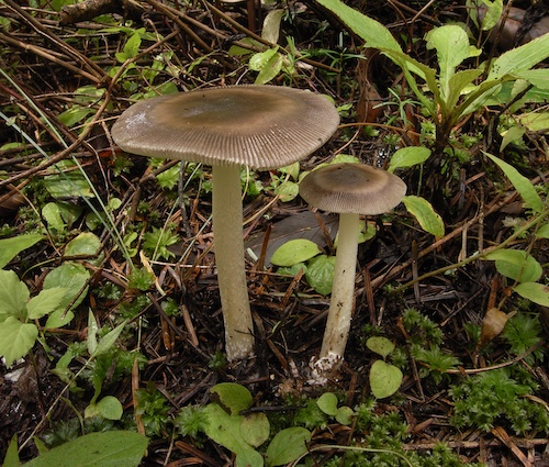 淡环纹鹅膏Amanita pallidozonata 杨祝良拍摄.JPG 淡环纹鹅膏Amanita pallidozonata 杨祝良拍摄.JPG