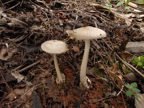 假灰托鹅膏Amanita pseudovaginata 杨祝良摄影.JPG 假灰托鹅膏Amanita pseudovaginata 杨祝良摄影.JPG