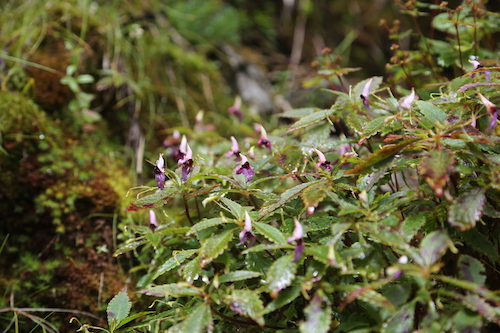 独龙凤仙花(Impatiens taronensis)-陈凯.jpg 独龙凤仙花(Impatiens taronensis)-陈凯.jpg