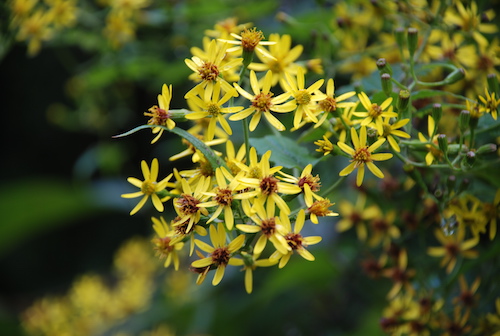 千里光Senecio scandens Buch.-Ham. ex D. Don-高连明2.JPG 千里光Senecio scandens Buch.-Ham. ex D. Don-高连明2.JPG